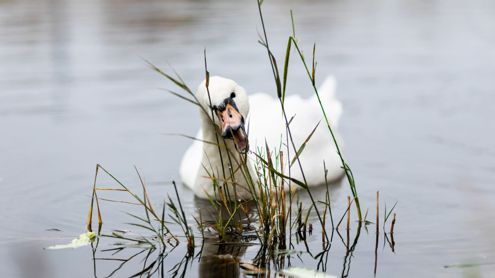 Фонд «АТР АЭС» назвал имена финалистов конкурсного отбора IX Международного проекта «Территория успеха: в объятиях природы» 