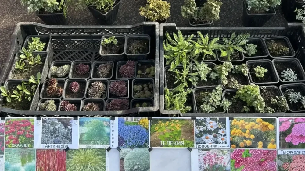 Весенняя садоводческая ярмарка состоится 18 апреля